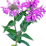 https://bushskincaregoldcoast.com.au/wp-content/uploads/sites/880/2020/04/414-4148122_wild-bergamot-monarda-fistulosa-bergamot-flower-png-1-150x150.png